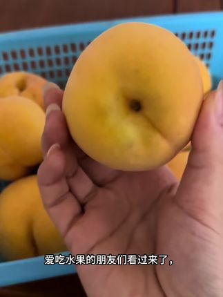 【坏果包赔】头茬新鲜锦绣黄桃黄毛桃脆甜应季水果源头产地现摘先发#黄桃 #新鲜锦绣黄桃 #自吃推荐 #产地现摘现发 #黄桃