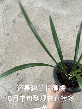 寄养要发货的中午联系我哦!