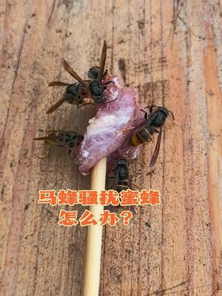 一招帮你轻松捣毁马蜂老巢#农村养蜂人