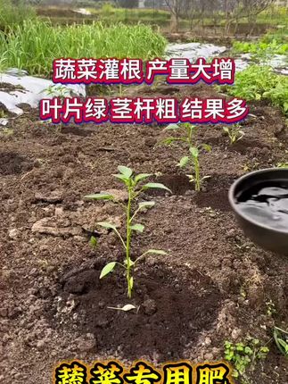 蔬菜专用肥#农业种植 #蔬菜专用肥 #蔬菜种植 #蔬菜专用有机肥 #三农