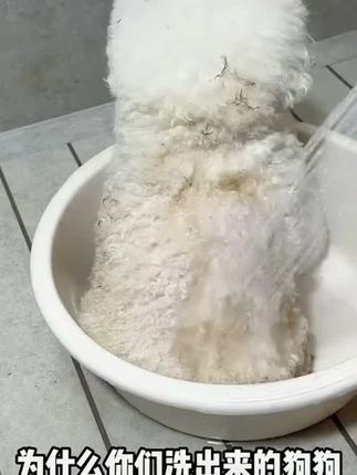 #宠物用品 #宠物洗护