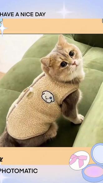 猫咪衣服秋冬可牵引防掉毛加绒保暖金渐层布偶猫蓝猫英短可爱绒衣 猫咪衣服秋冬可牵引防掉毛加绒保暖金渐层布偶猫蓝猫英短可爱绒衣#秋冬宠物装 #宠物服饰 #热门猫衣 #布偶猫 #可牵引