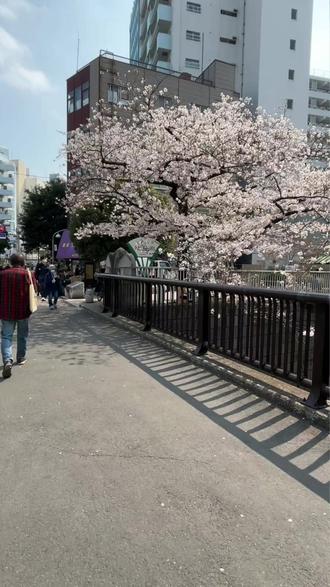日本迎来史上最严永住政策 #日本留学 #日本语言学校 #日本大学 #赴日留学 #日本永住