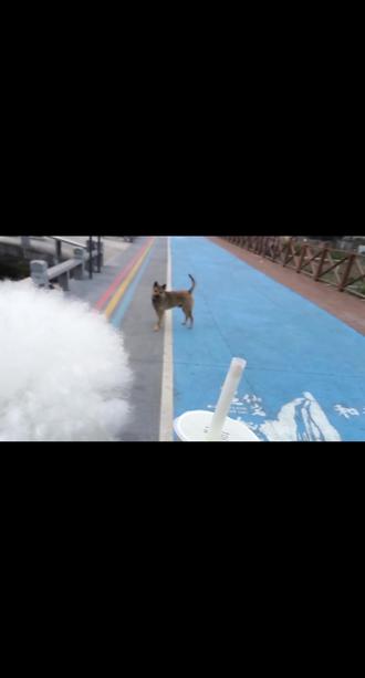 是表哥吗😊 但...比熊和咱中华田园犬怎么表才表的上表兄弟呢🤔#怀疑狗生 #它真的好像个小宝宝 #养狗的乐趣 #比熊