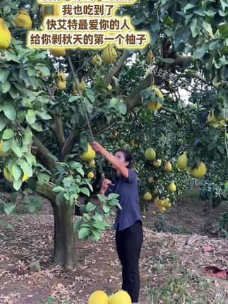 产地柚子大丰收,看看才啥价!#新鲜采摘 #柚子 #白心柚子 #口感特别好 #当季水果