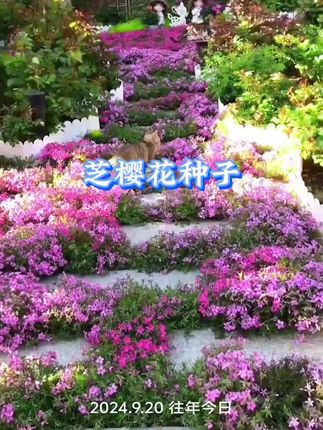 冬天,想要小院里也能生机勃勃,绿意盎然的甚至有花看,那现在就种些#芝樱花 吧,它既耐寒又耐热,零下20度都可以安全过冬,是一款很好看的地被植物,它生长速度很快,叶片四季常绿,温度适宜可四季开花,开花时见花不见叶,特别温馨好看!#芝樱#冬天开花的植物 #地被植物 #庭院花园