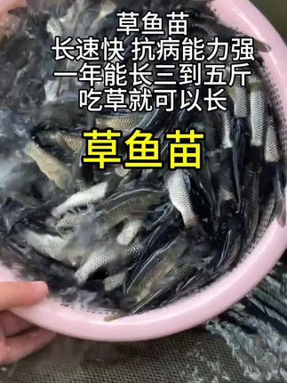 #养殖基地#优质鱼苗#生态养殖 #鱼塘养殖 #农村致富好项目 草鱼苗