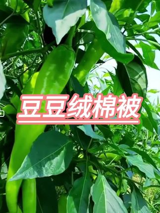#棉被 #豆豆绒被子 #豆豆绒棉被
