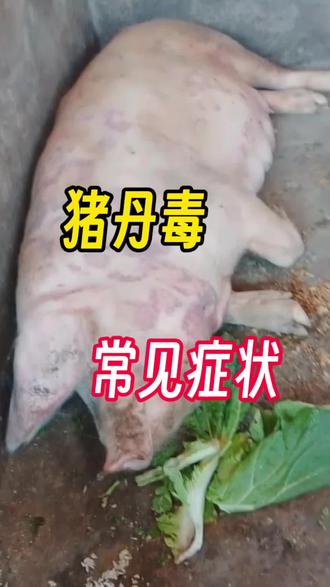 典型的猪丹毒了解一下#猪丹毒 #养猪三农