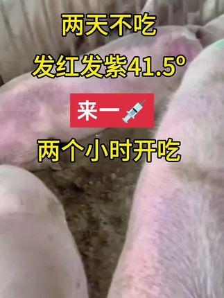 #养猪技术 #养猪知识分享 #所有养猪人 #科学养猪 #每天分享养猪知识