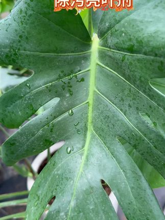 干净叶面不伤花,就用这个除污亮叶剂#爱生活爱养花#养花小知识#种植小技巧#分享养花经验