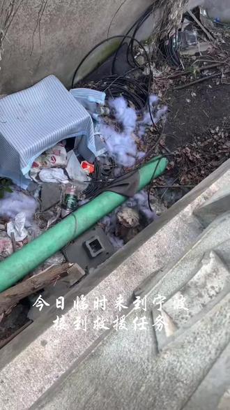 宁波被遗弃的小狗#宁波动物救援 #宁波流浪狗 #流浪狗救助 #宁波流浪动物救助 #流浪狗不再流浪