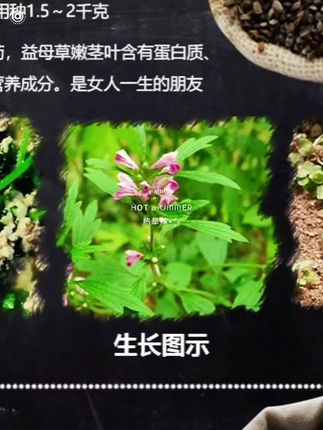 种子大全中药材种植苗黄芪当归党参板蓝根种籽春四季药材籽种#种子分享 #种子推荐 #粉丝一千万🔥