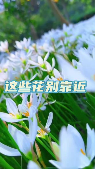 花好看但“花心毒”!郁金香、含羞草……你家阳台可能也有! #春游 #赏花 #植物科普 #有毒植物 #生活小常识
