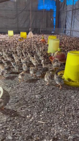 养鸡会治呼吸道,会治肠道就够了。#养鸡人 #禽病防治