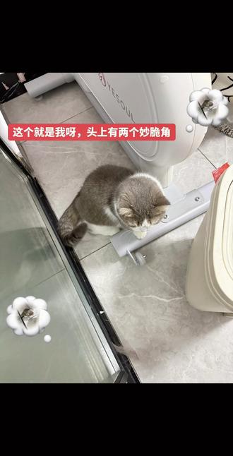 #矮脚猫 #小猫咪
这个就是我呀,头上有两个妙脆角