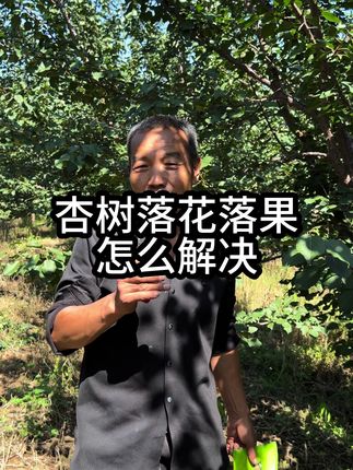 杏树落花落果 杏树落花落果,怎么办?#杏树苗 #落花落果 #三农 #农业种植 #郭老师植物