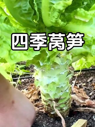 四季莴笋种子~青皮绿肉香莴笋种子~既能吃叶~也可以吃笋~好种植~易管理~现在正是种植的好时候。#莴笋 #蔬菜种子 #优质农产品 #三农 #在家种菜