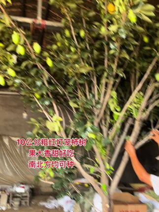 #红灯笼柿子大树#柿子树苗#柿子苗#嫁接柿子树苗