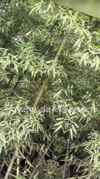 第一次见黑竹子😹😹😹#钓鱼下雨