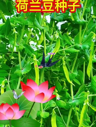 蔬菜种子种植#农业种植 #蔬菜种子 #种荷兰豆 #三农