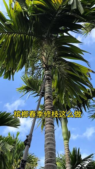 槟榔在春季给跨叶病枝修枝及清理枯萎的花穗,可以改善槟榔树冠的通风透光条件,减少病虫害发生,促进花芽分化和提高授粉成功率及果实发育,对槟榔的产量和品质有很大的帮助。#槟榔种植 #海南槟榔 #槟榔管理 #春季清园 #农业种植