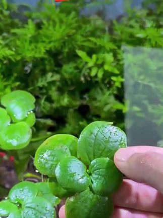 #绿植 #鱼缸绿植 #绿植推荐