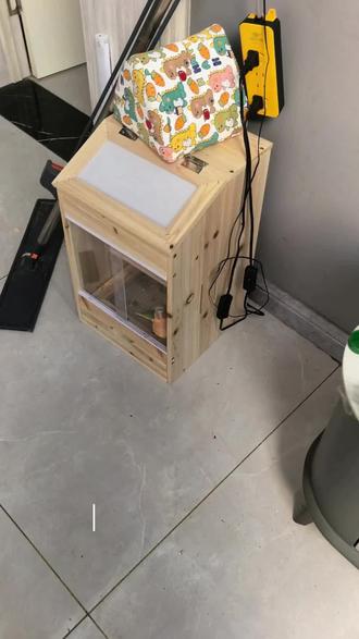 喂奶日常#手养鹦鹉 #小太阳鹦鹉