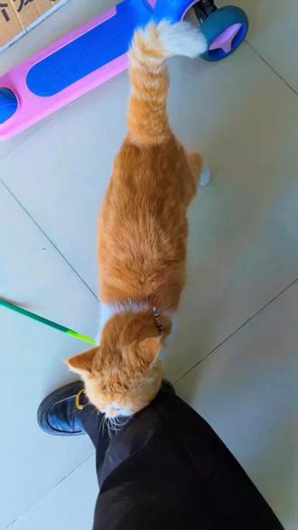 即使变成小猫咪也没办法和你一起玩吗?#猫咪🐈 #胖橘 #家有宠猫 #橘猫 #加菲猫