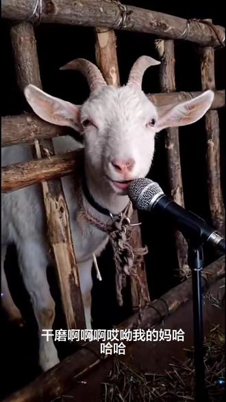 哈哈!羊也会讽刺人 😂😂