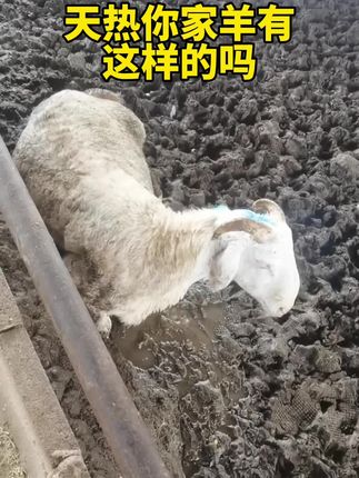 #养殖 #自繁自养 #养殖好帮手 #好东西一起分享