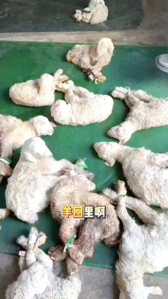 5样东西进牛圈养羊一年全白干 #养羊人 #牛羊养殖 #养羊技术 #三农养殖 #犇犇壮一桶肥