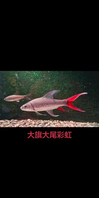 #大旗大尾 #彩虹吉罗 #彩虹吉罗鱼 #非洲蓝彩 #非洲彩虹吉罗 来来来,新花样!体验养工的鱼
大旗大尾彩虹🌈爱了吧