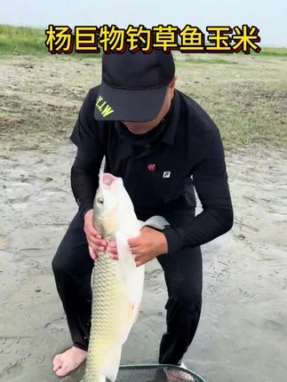 杨巨物挂钩嫩玉米,10几年的成熟产品,对自然水域的草鱼鳊鱼青鱼鳊鱼翘嘴有非常好的效果,现在正是大草鱼开口的季节#嫩玉米 #钓草鱼 #杨巨物嫩玉米 #钓翘嘴 #挂钩玉米