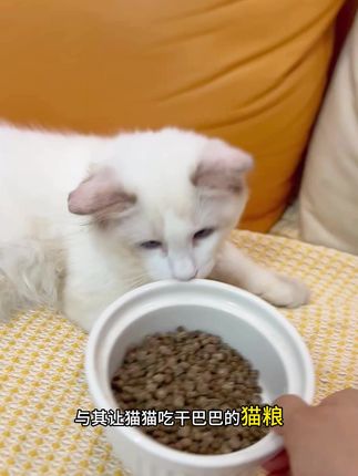 一罐就是一个大肉饼,打开就是香喷喷的鲜鸡肉,会给猫咪囤点吧。 #主食罐头 #猫罐头 #猫咪好物