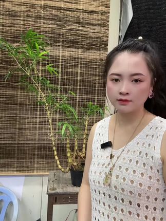 #竹子养护技巧 #佛肚竹怎么养 #叶面营养液 佛肚子的叶子比较少,所以更要给它补充一下叶面营养液,这样能促进新叶的生长哦#基地竹子养护
