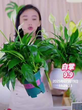新款5-6朵花自动吸水白掌绿植物办公室内小盆栽一帆风顺带花苞#白掌 #白掌又叫一帆风顺 #盆栽绿植 #花卉绿植 #好养的绿植