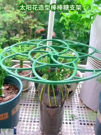 太阳花造型支架棒棒糖支架蟹爪兰爬藤植物固定花架防倒伏支撑杆子#支架 #棒棒糖支架 #固定花架 #支撑杆 #造型支架