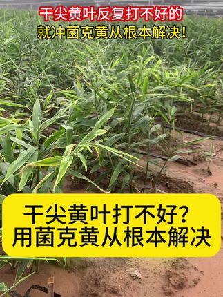 干尖黄叶反复打不好的,从根本解决,就冲#菌克黄组合 #大姜黄叶 #生姜黄叶 #生姜黄叶白心 #大姜干尖黄叶