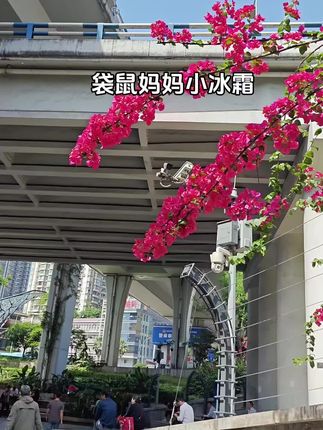 天气越来越热了,妈妈们快给宝宝换上这款清爽不油腻的袋鼠妈妈小冰霜,上脸冰冰凉凉超级舒适,#宝宝护肤霜 #小冰霜 #袋鼠妈妈小冰霜 #儿童护肤