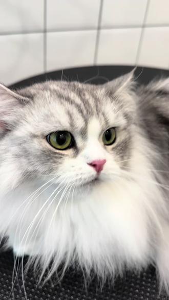 谁家猫猫还没享受过赛级洗护⁉️ 猫咪赛级洗护,现在最低仅需100+😎
#宠物洗澡 #猫咪赛洗 #猫咪洗澡乖乖的 #哈基米洗脸 #猫咪洗护