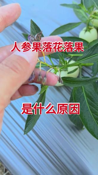 人参果落花落果是什么原因?@抖音小助手 #人参果种植