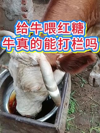 #母牛 #母牛世界 #母牛养殖技术 #母牛不打栏 #母牛不发情