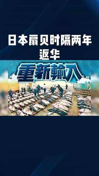 日本扇贝时隔两年返华。