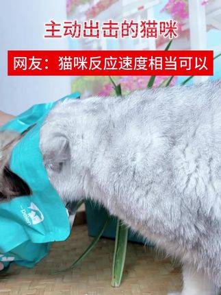 猫咪主动出击了#萌宠出道计划 #吃货猫 #萌宠 #萌宠好物