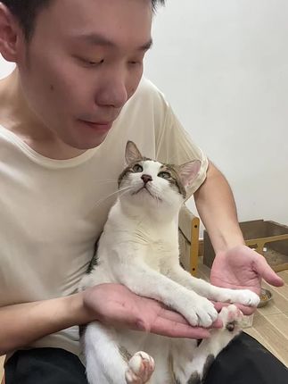 #可爱小猫