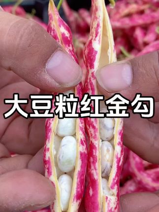 全是大豆粒的红金钩豆角 不仅营养丰富炖出来嘎嘎好吃#红金勾豆角 #优质农产品 #家乡味道