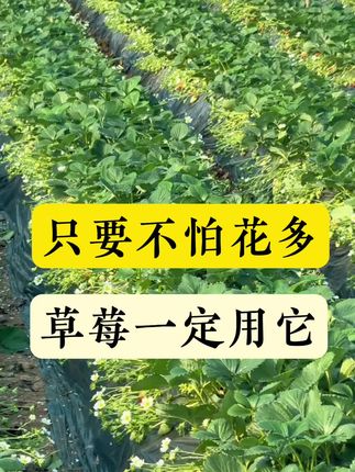 只要不怕花多,草莓一定要用它 #草莓花芽分化 #促进花芽分化 #花芽分化 #促花肥 #促进花芽分化