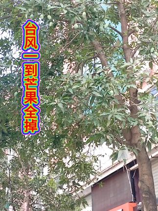 台风一到好好的芒果全部掉在地上一地了,卖不出去。只能自己吃,做酱做干货吃,挑没有破损的才可能卖出去#芒果#乡村振兴助农人 #农村热点 #三夏农忙 #聚焦三农 #