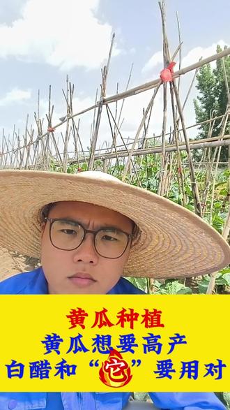 #黄瓜种植 #黄瓜种植技术 #黄瓜 #增产增收 黄瓜想要高产白醋和“它”要用对